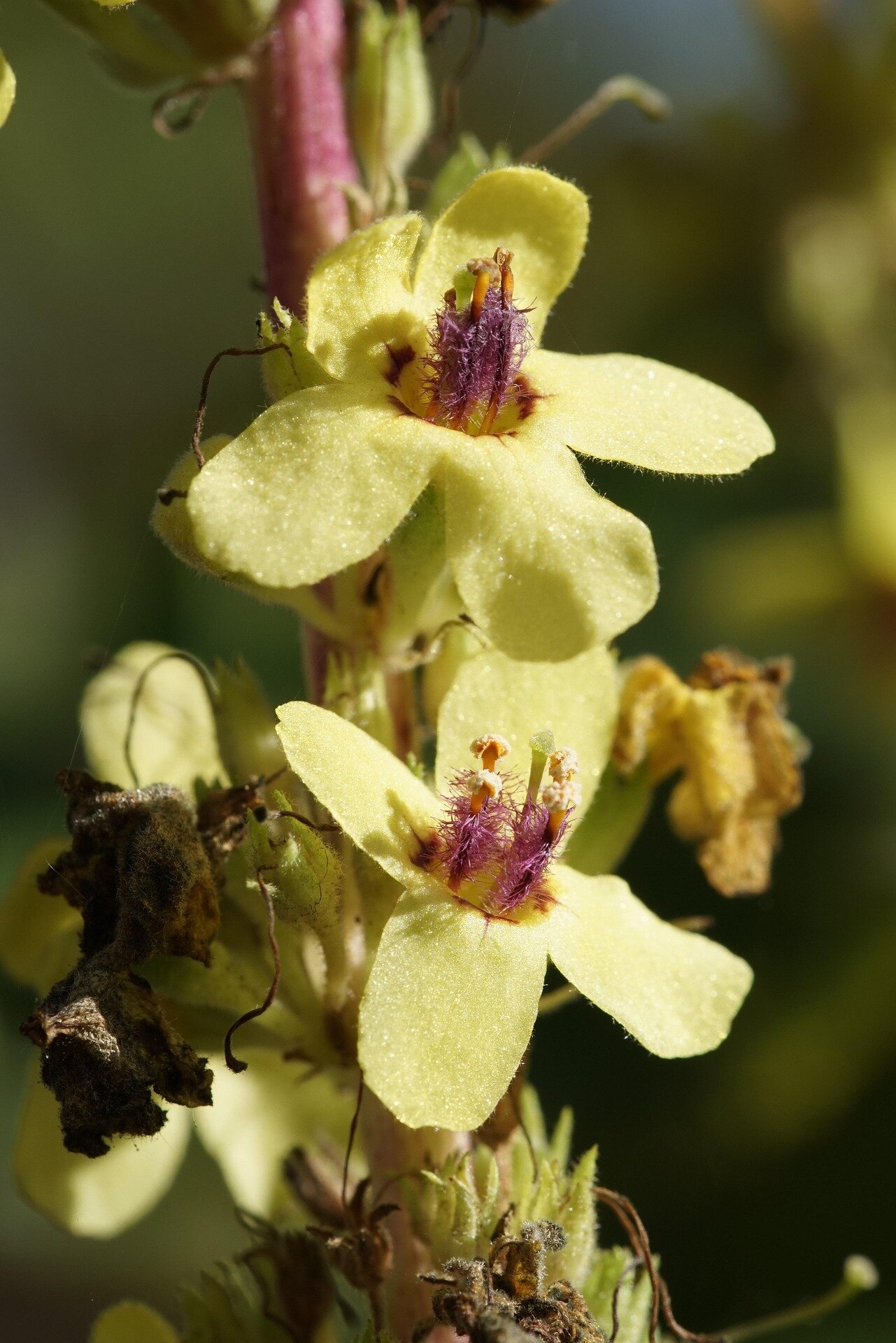 Roślina lecznicza i magiczna, wykorzystywana w tradycyjnej medycynie i wróżbiarstwie.
