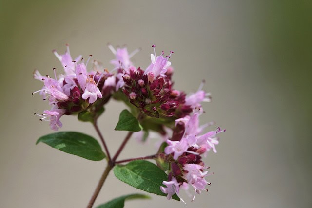 aba3c4c118bfdba1042162d5a37f8740