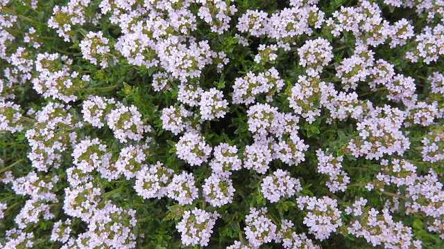 a9b1e69004de995213227c421d2bfbd6