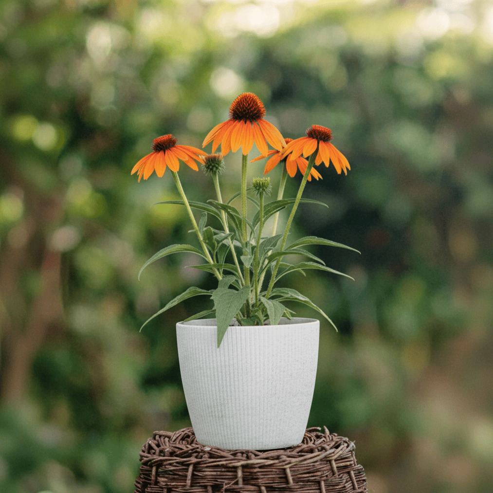 Echinacea purpurea w doniczce, kwiaty na zewnątrz, naturalne rośliny ozdobne.