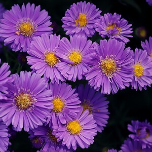 Alergia na pyłek, fioletowe kwiaty asters w ogrodzie.