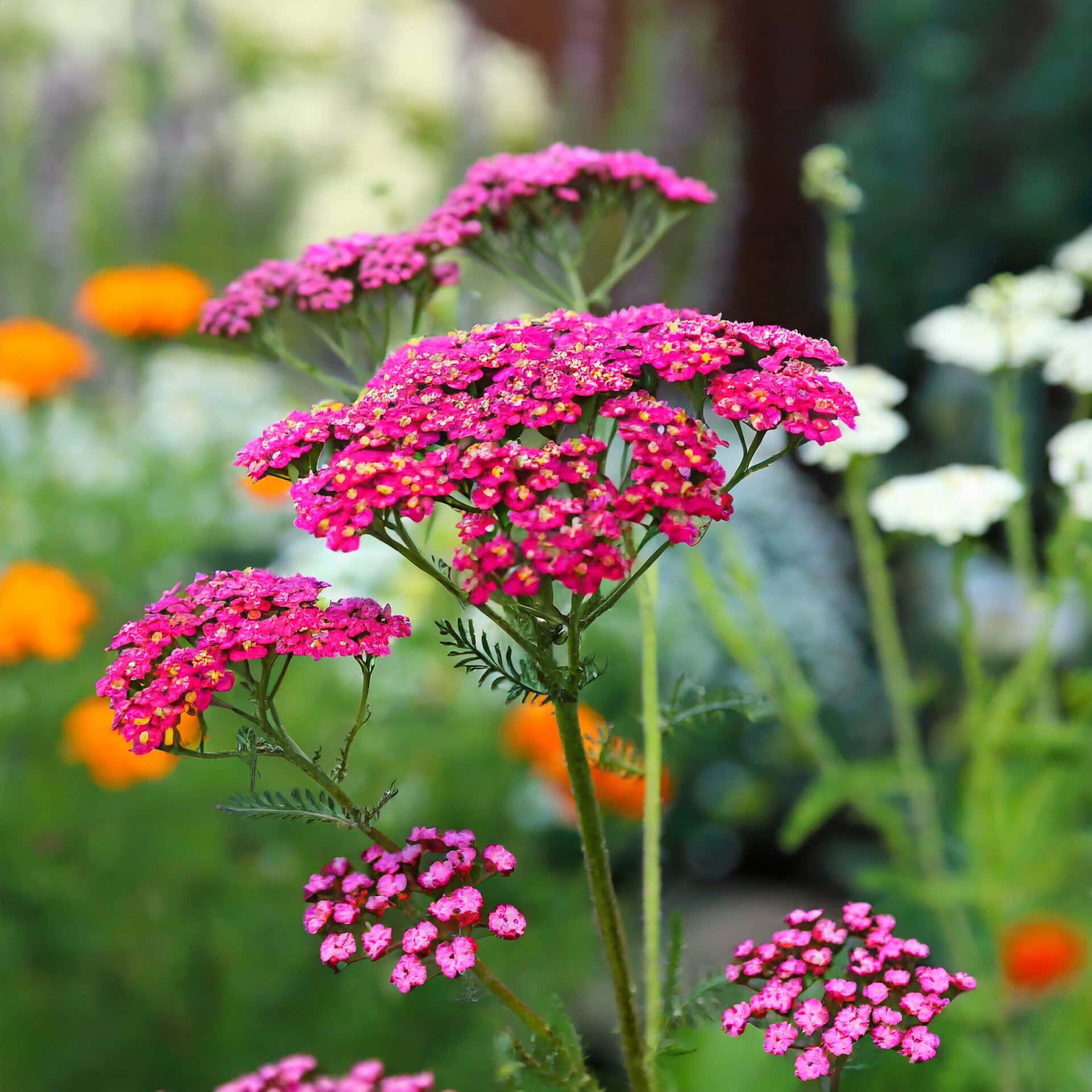 Achillea millefolium - naturalne zioło i dekoracyjne kwiaty w ogrodzie.