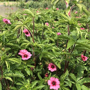 Róże afrykańskie, znane jako Osteospermum, w pełnym rozkwicie w ogrodzie.
