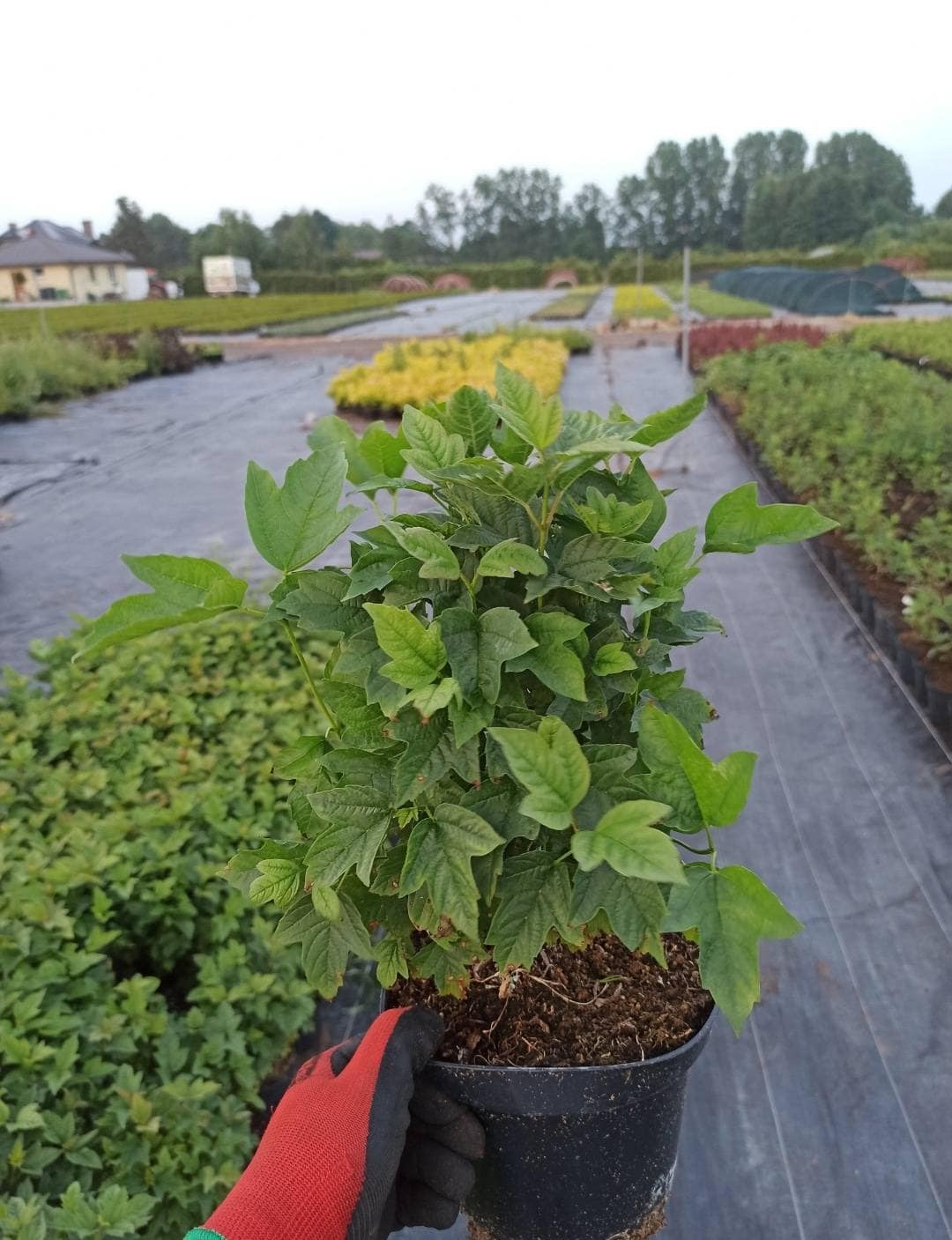 Przedstawiamy roślinę w doniczce na tle upraw w szklarni, idealną do naturalnych terapii i ziół lecz.