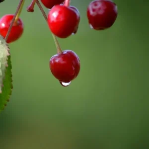 e4e15ec56e2965dfd7fd10a51aaefeea