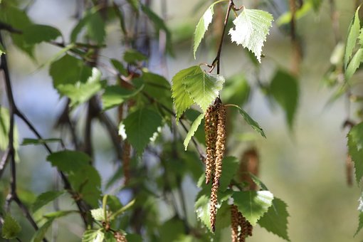 Liście i kotki na drzewie, naturalny widok rośliny.