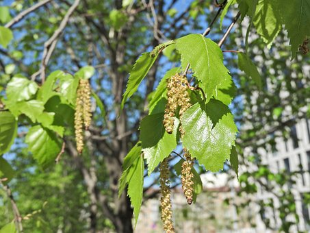 Liście i kwiatostany na drzewie, naturalny widok w ogrodzie.