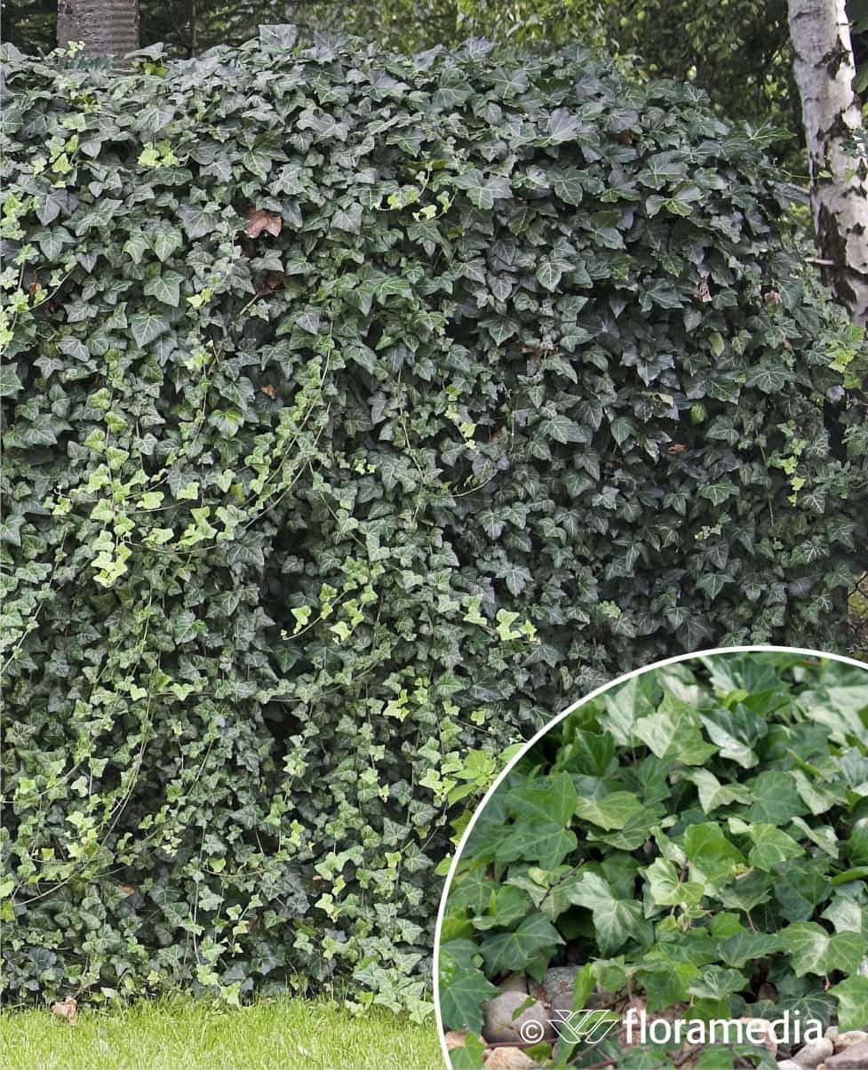 Gęsty bluszcz porastający ścianę ogrodu, zielone liście, naturalny wygląd.