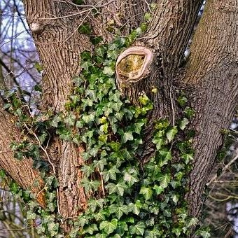 Drzewo z bluszczem i wyciętym konarem, naturalny krajobraz, roślinność.