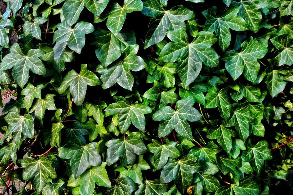 ZIELONY BLUSZCZ - naturalna dekoracja ścian i ogrodów.