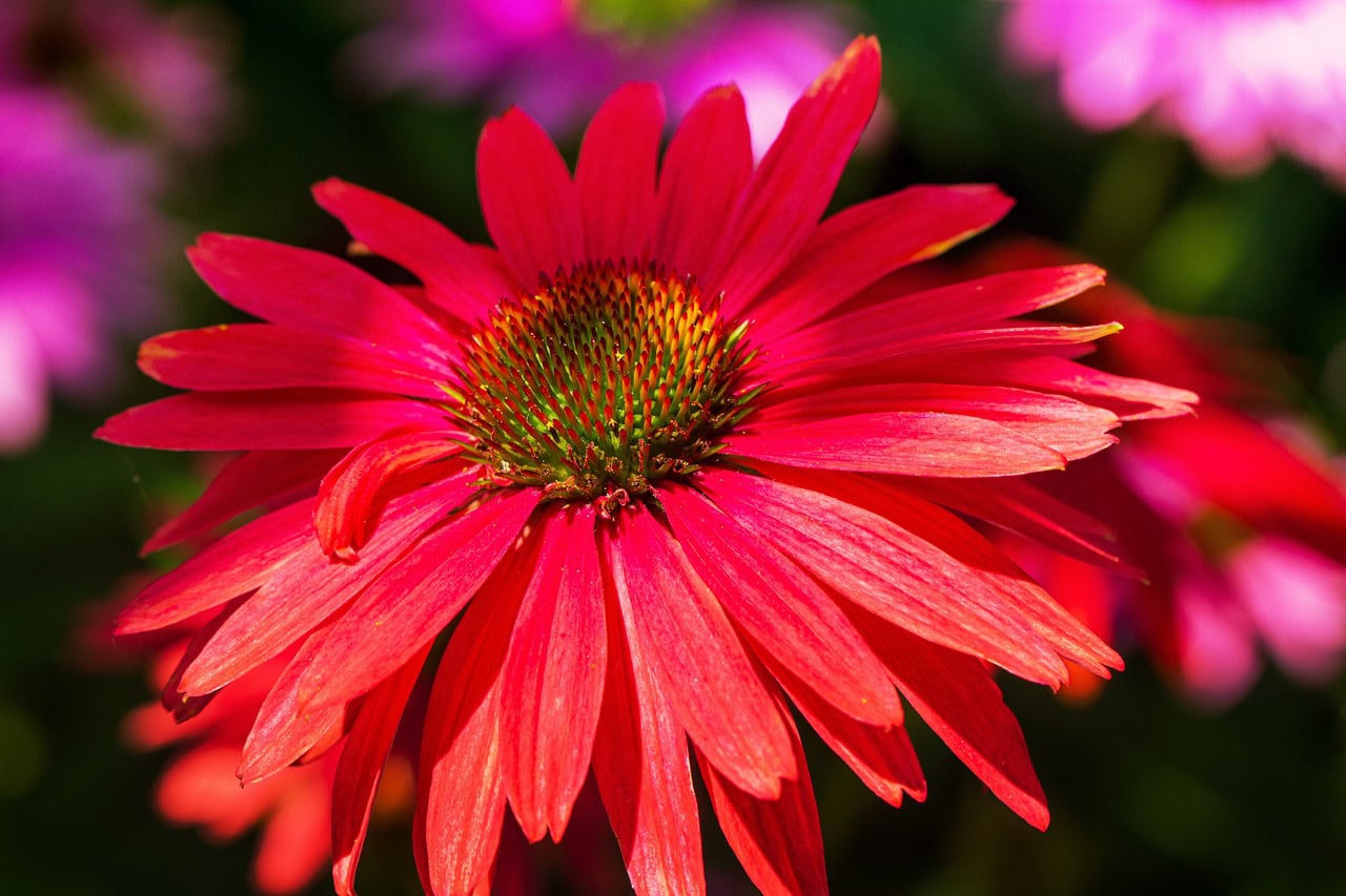 Różowa Echinacea, popularna roślina lecznicza, symbol zdrowia i natury, idealna do terapii ziołowych.
