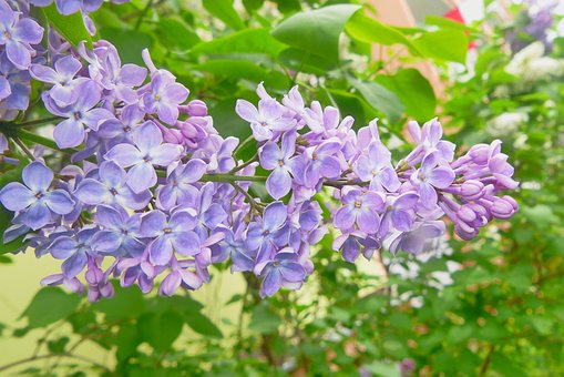 Wisteria kwitnąca w ogrodzie, piękne fioletowe kwiaty, naturalne rośliny lecznicze, tradycyjne metod.