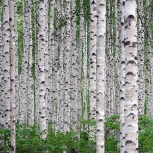 Las brzozowy z białymi pniami i zielonymi liśćmi, naturalny krajobraz.