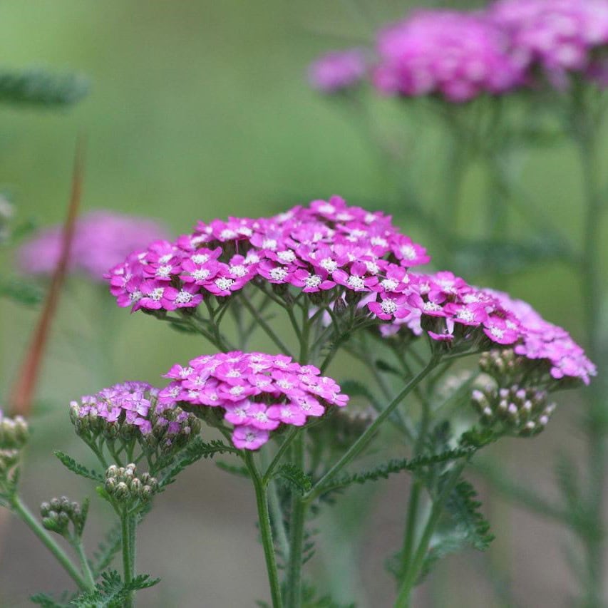 Verbena kwiaty - naturalne zioła lecznicze.