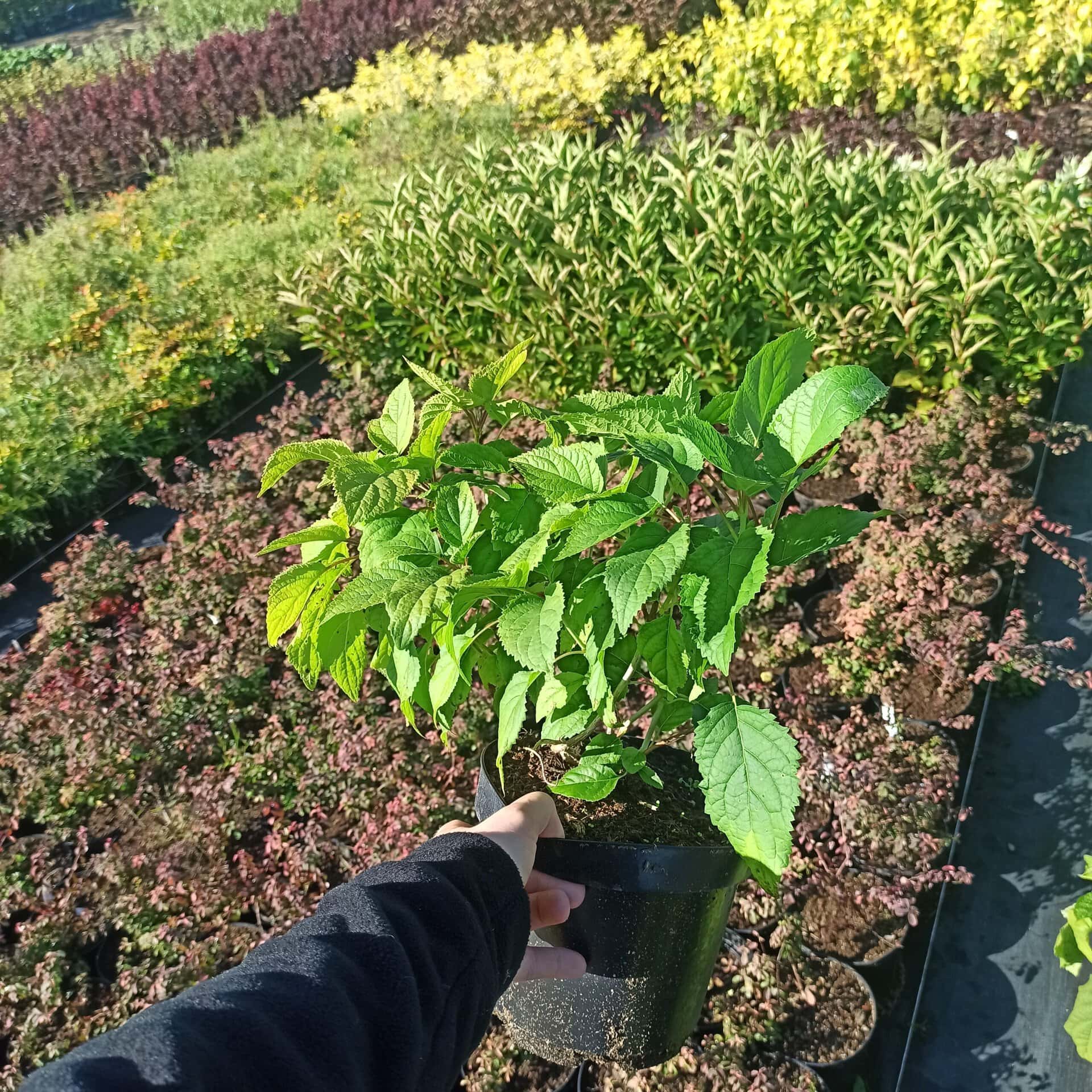 Szeptuchy - ziołowe rośliny w doniczce, naturalne zioła do leczenia i relaksu.