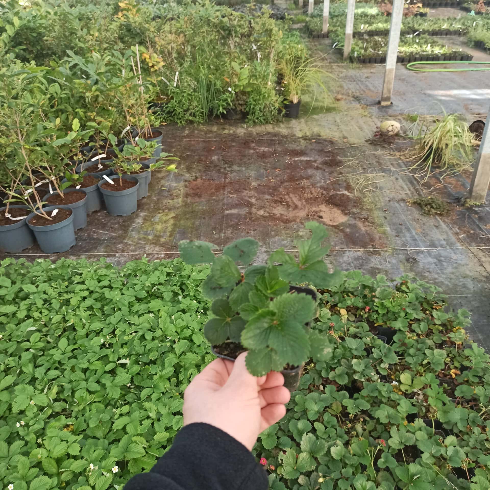 Kwiaty i rośliny w szklarni, uprawa i pielęgnacja roślin ogrodowych.