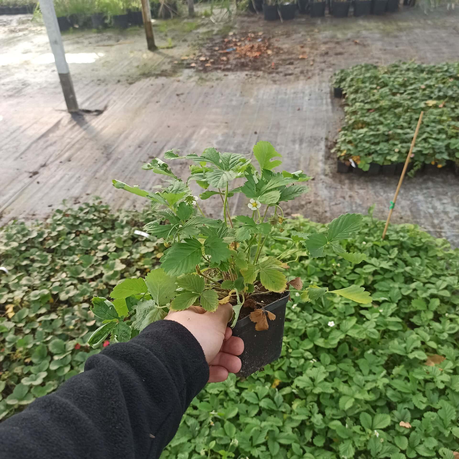 Szkółka ziołowa z truskawkami i roślinami leczniczymi, uprawa w doniczkach i na grządkach, naturalne.