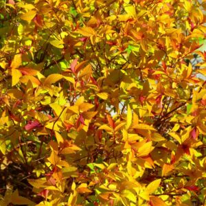 8e8cfa8967985be774017b3b07b1c853
