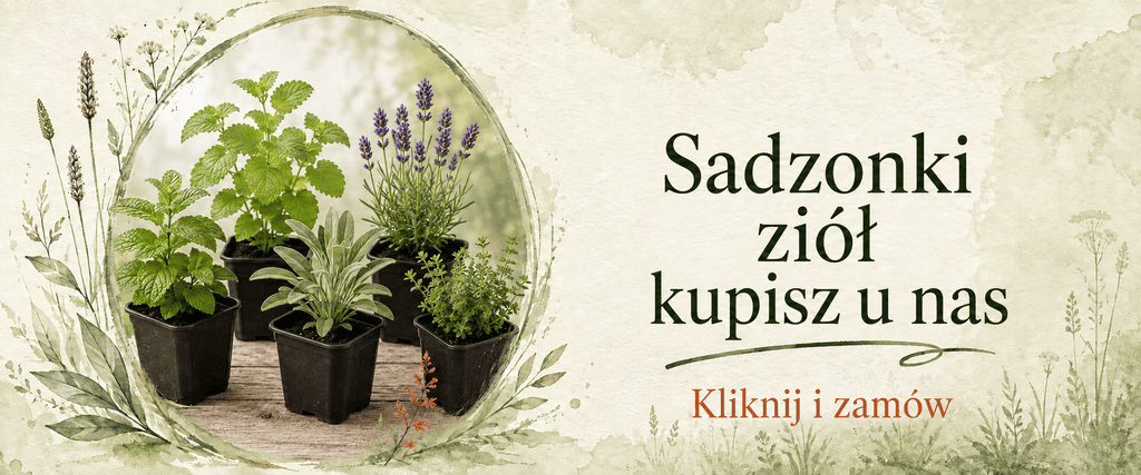 Sadzonki ziół z dostawą do domu suszeptuchy.pl