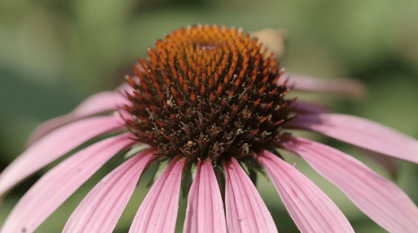 Kwiat Echinacea purpurea, roślina lecznicza i ozdobna.