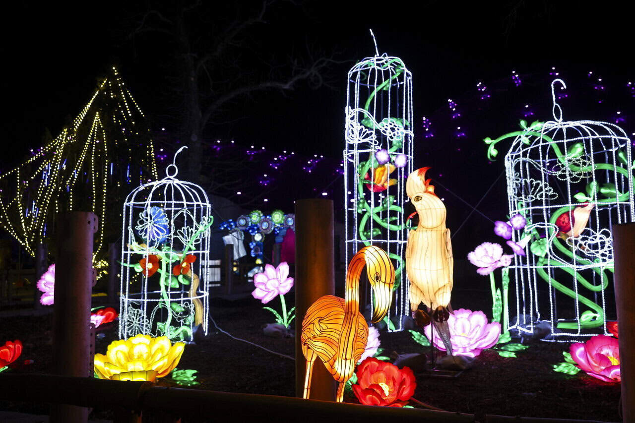 Illuminated animal lantern displays at Budapest Chinese Lantern Festival night event with decorative