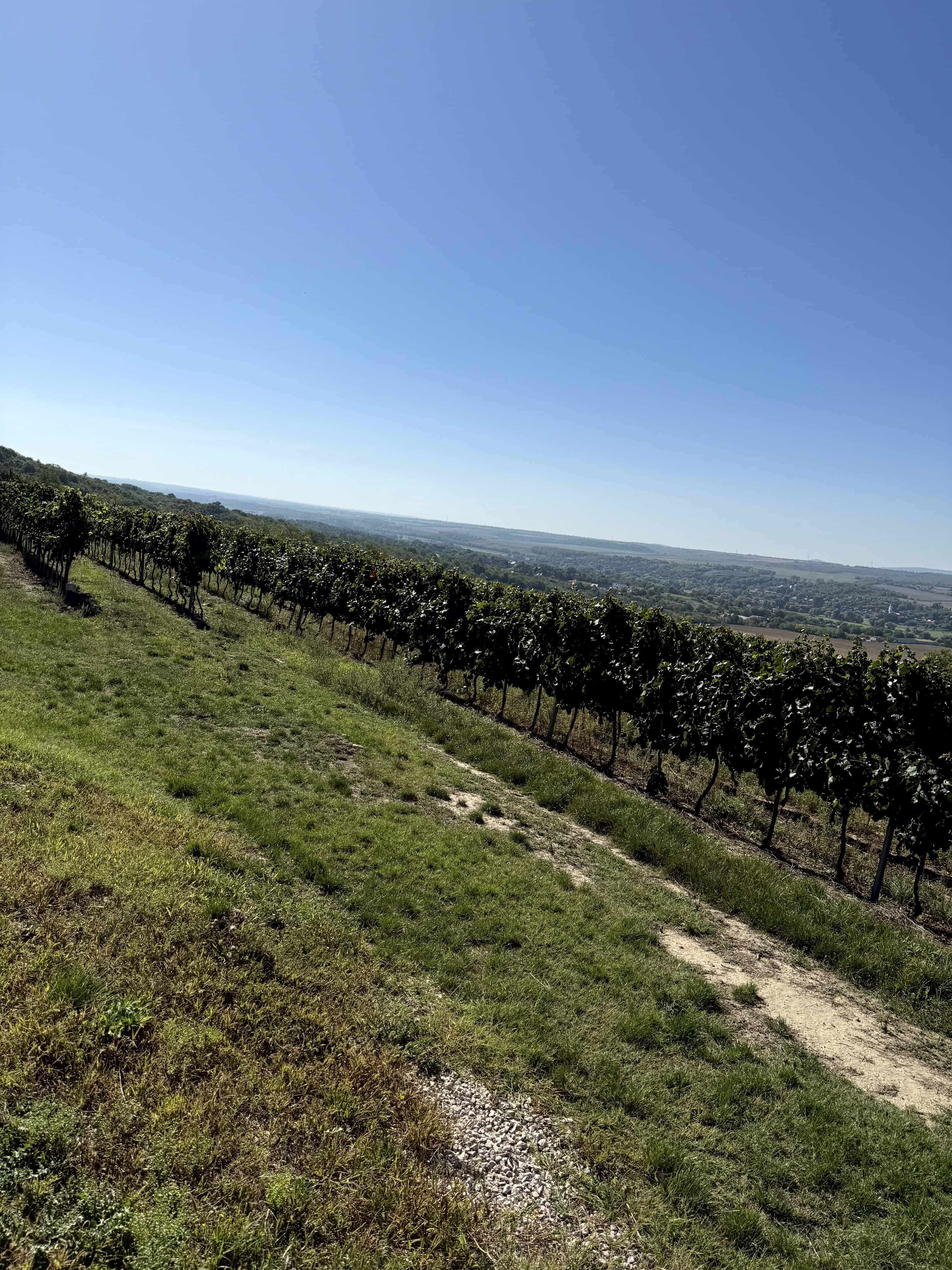 Rolling vineyard landscape near Haraszthy estate