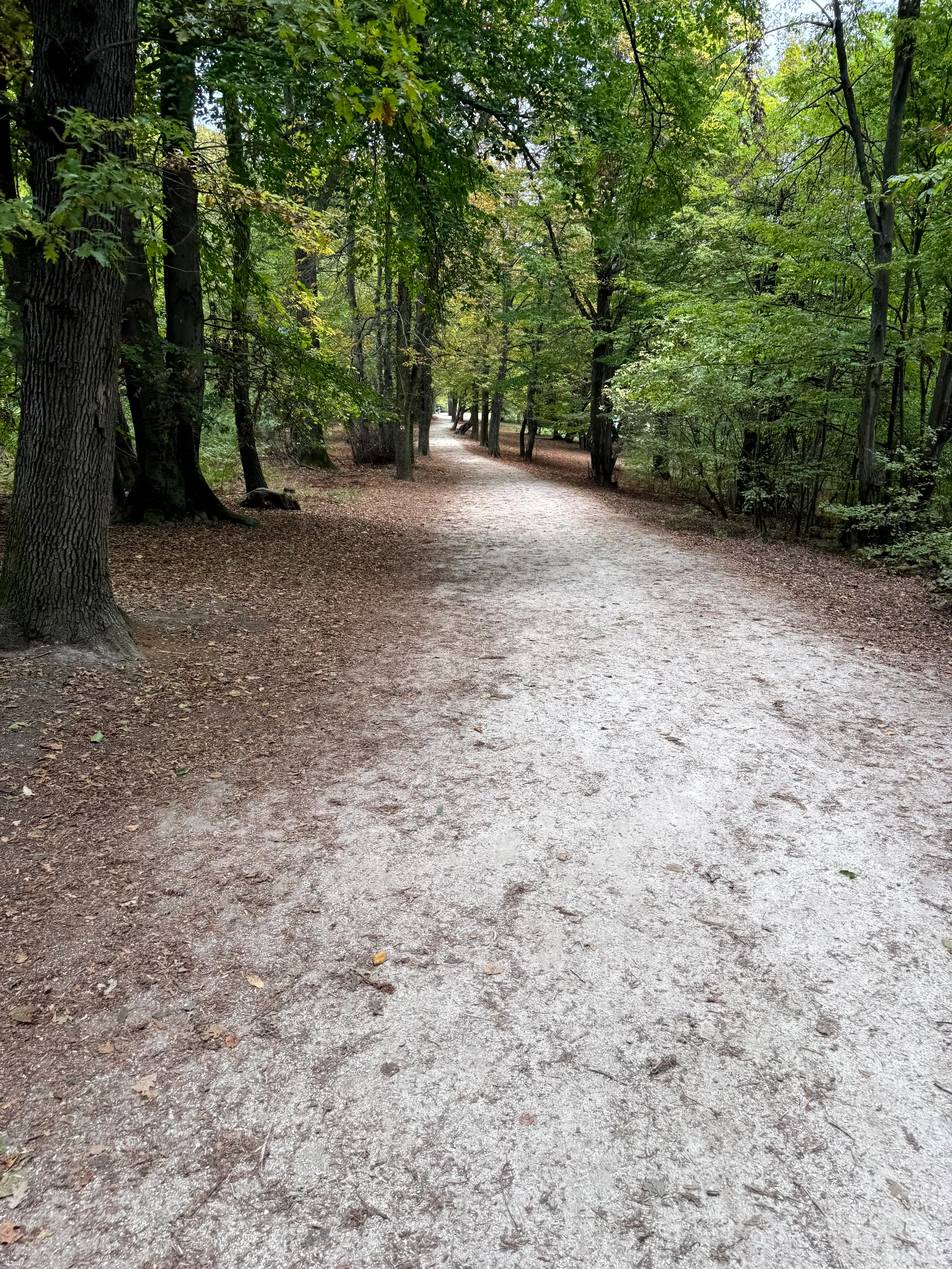Serene forest trail in Budapest park with lush green trees and a dirt pathway.