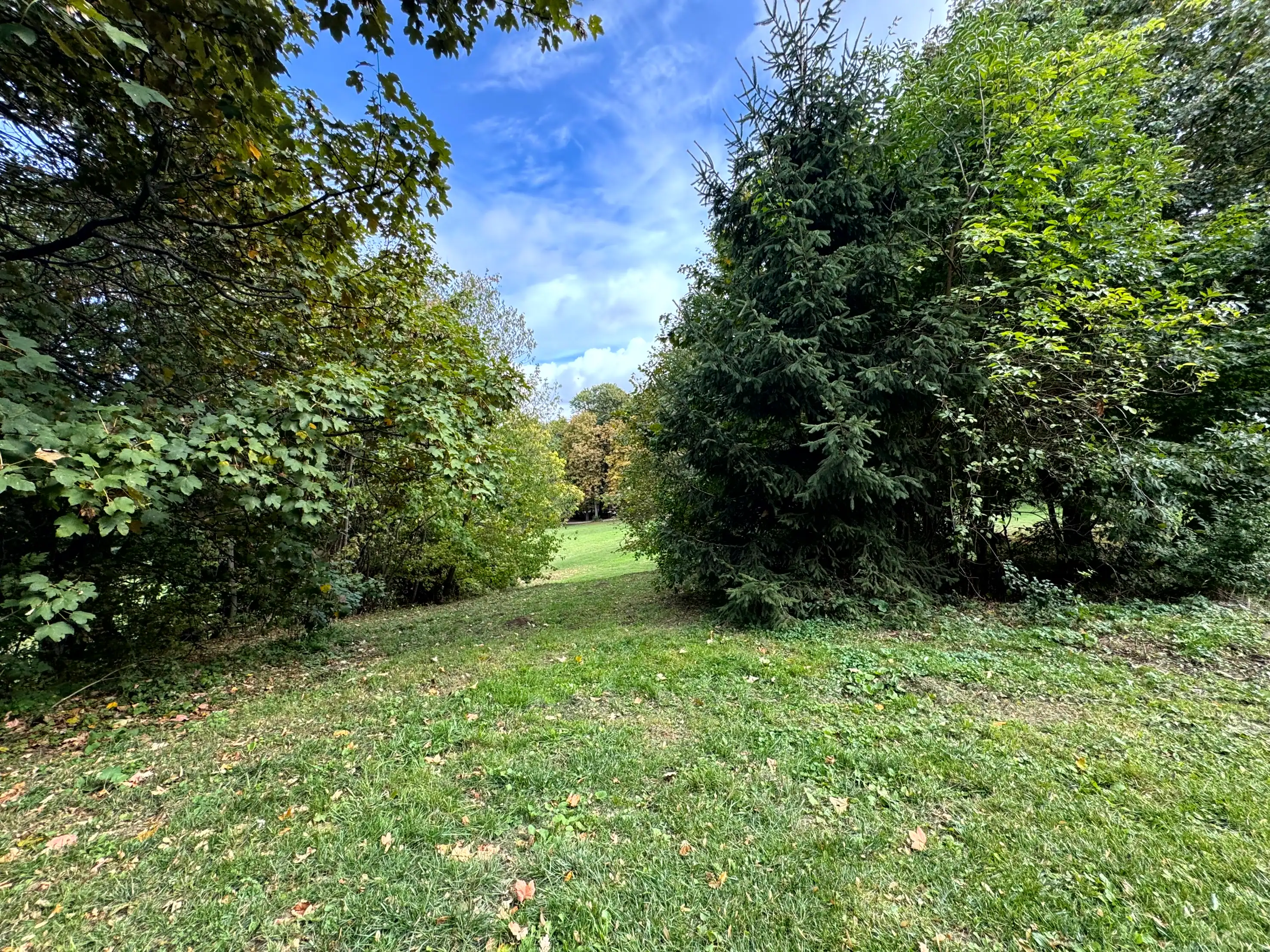 Peaceful park scene with green trees and clear sky, ideal for outdoor relaxation.