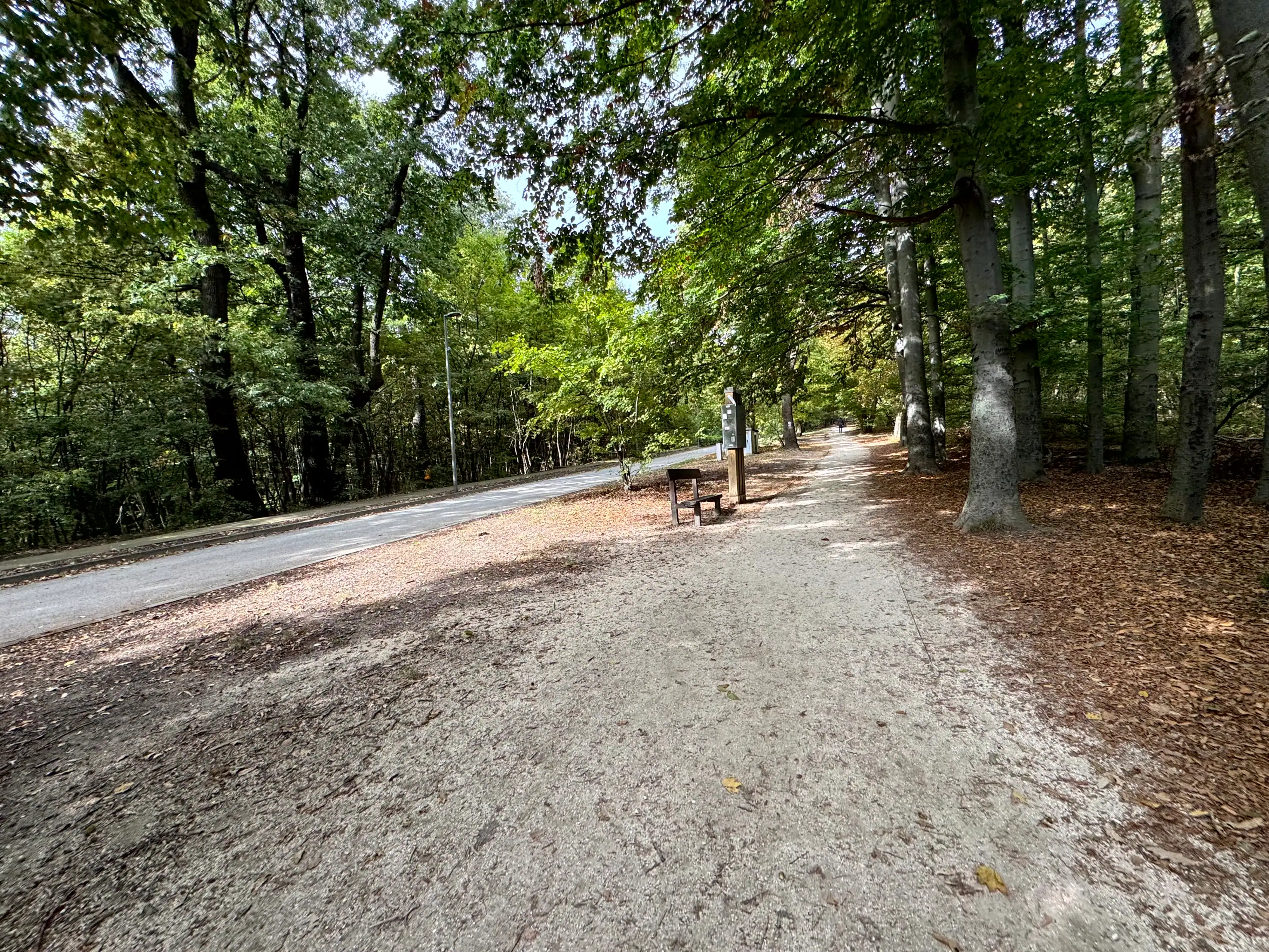 Forested trail along the Buda Hills near the Children's Railway route