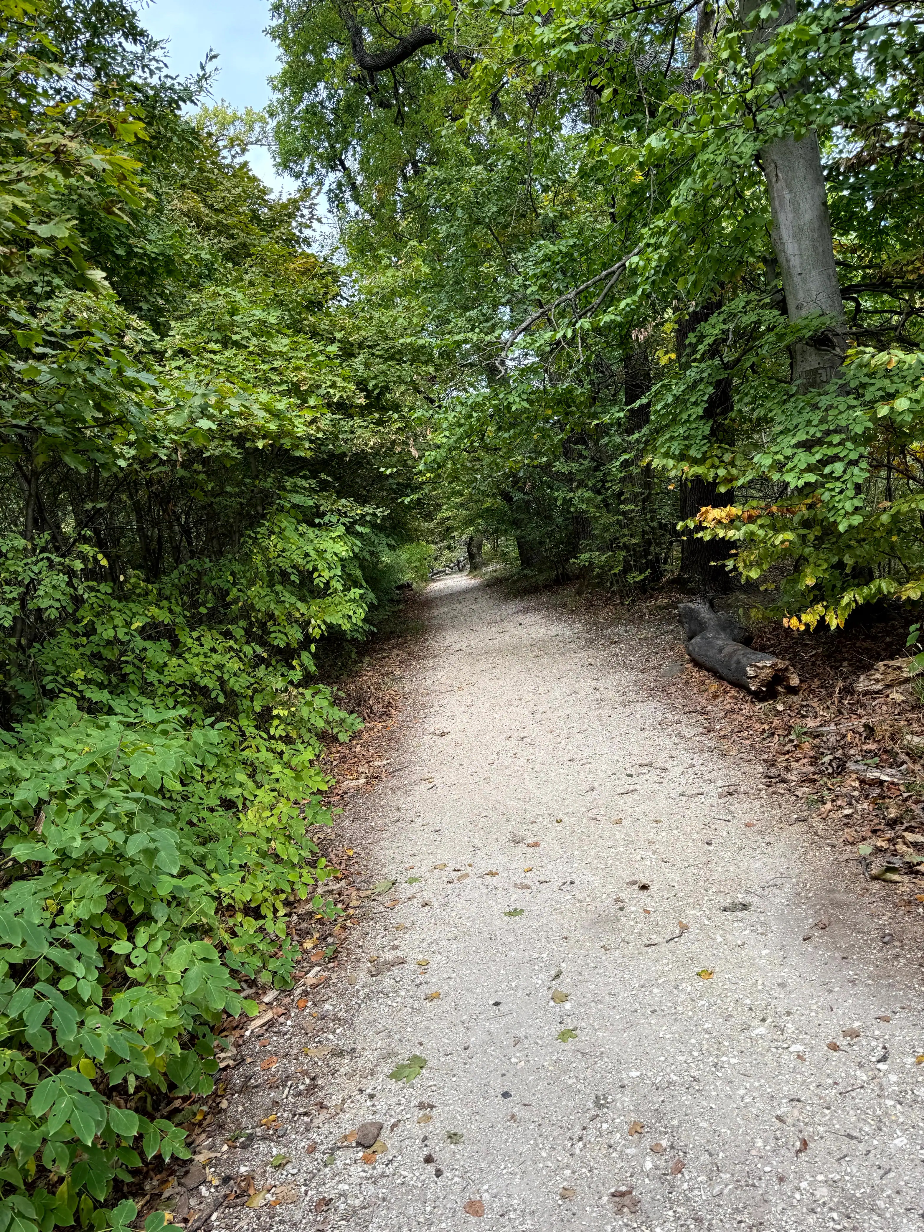 Scenic forest trail in Budapest surrounded by lush green trees.