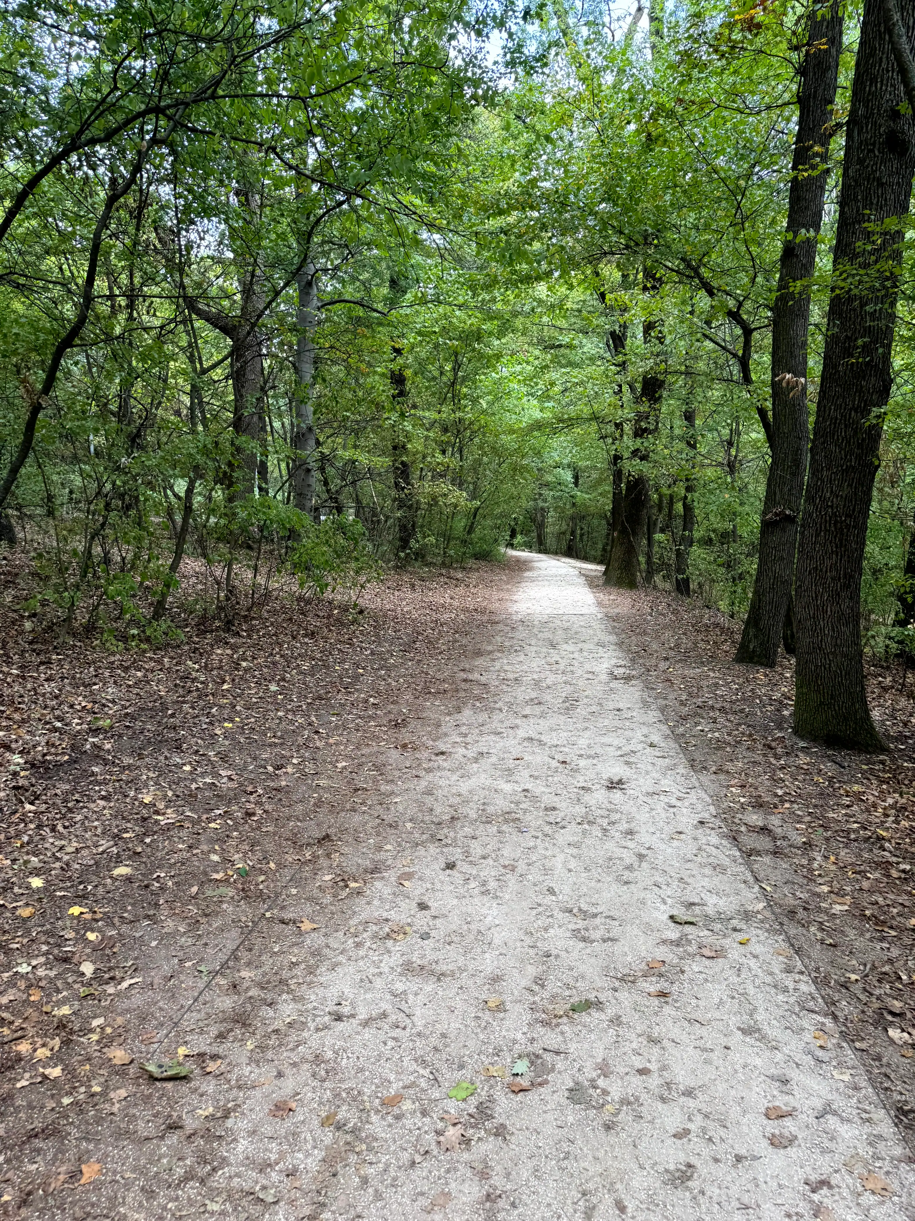 Forest trail in Hungary for private airport and group bus transfers.