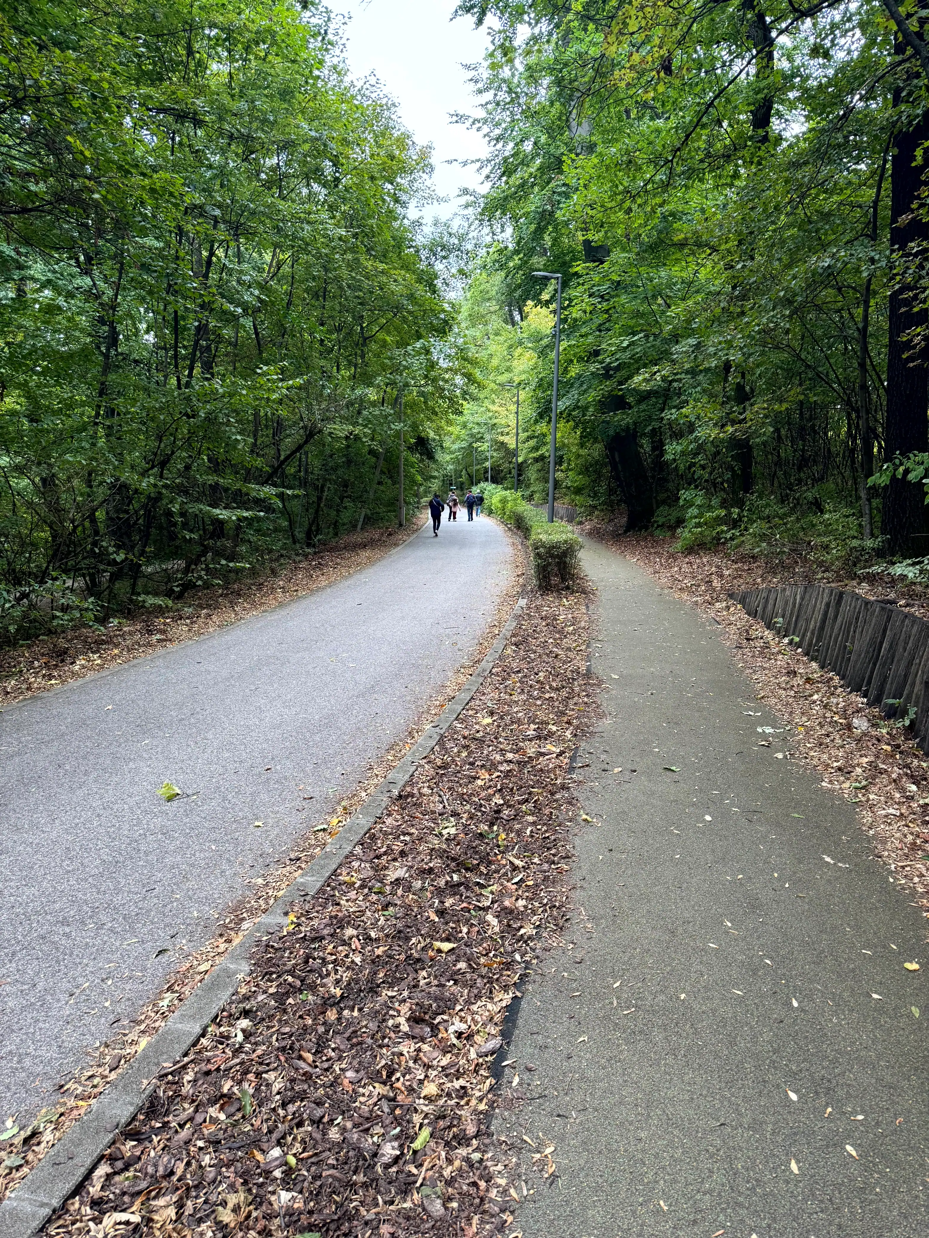 A peaceful forest trail with a paved walkway and lush green trees in Budapest, ideal for walking and.