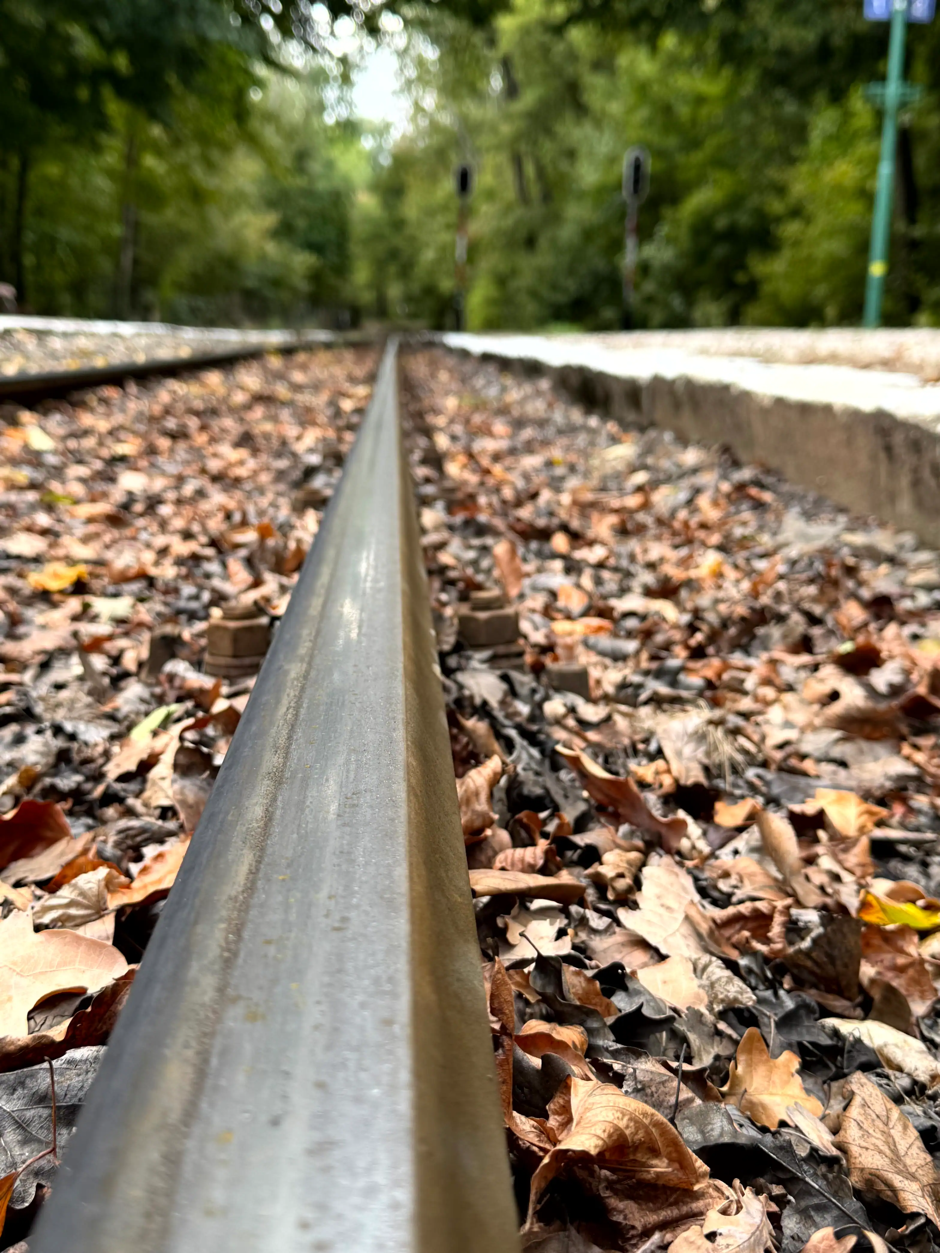 Railway tracks surrounded by fallen leaves in a lush green forest.