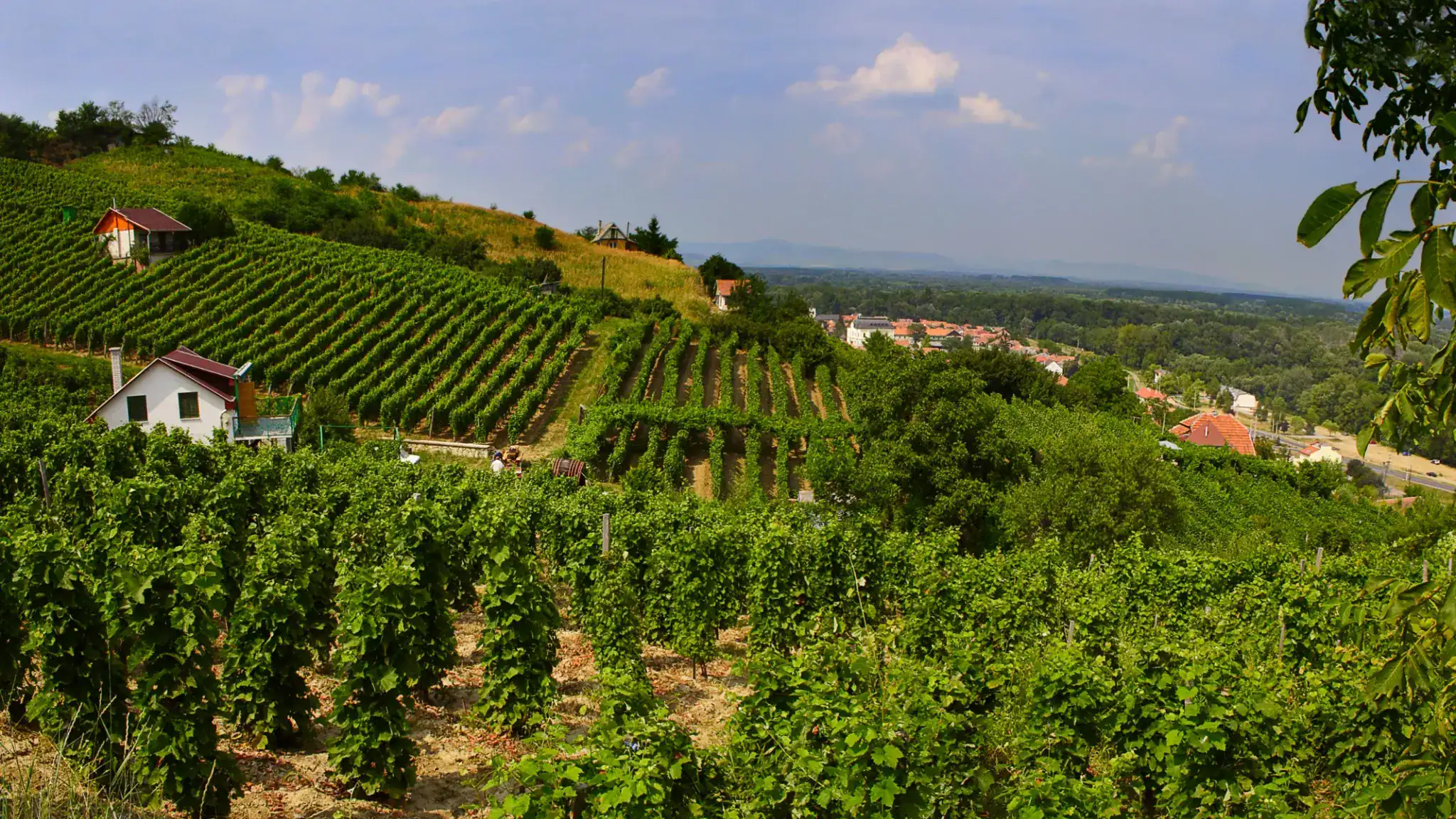 Executive travel to Villány wine region with private transfer