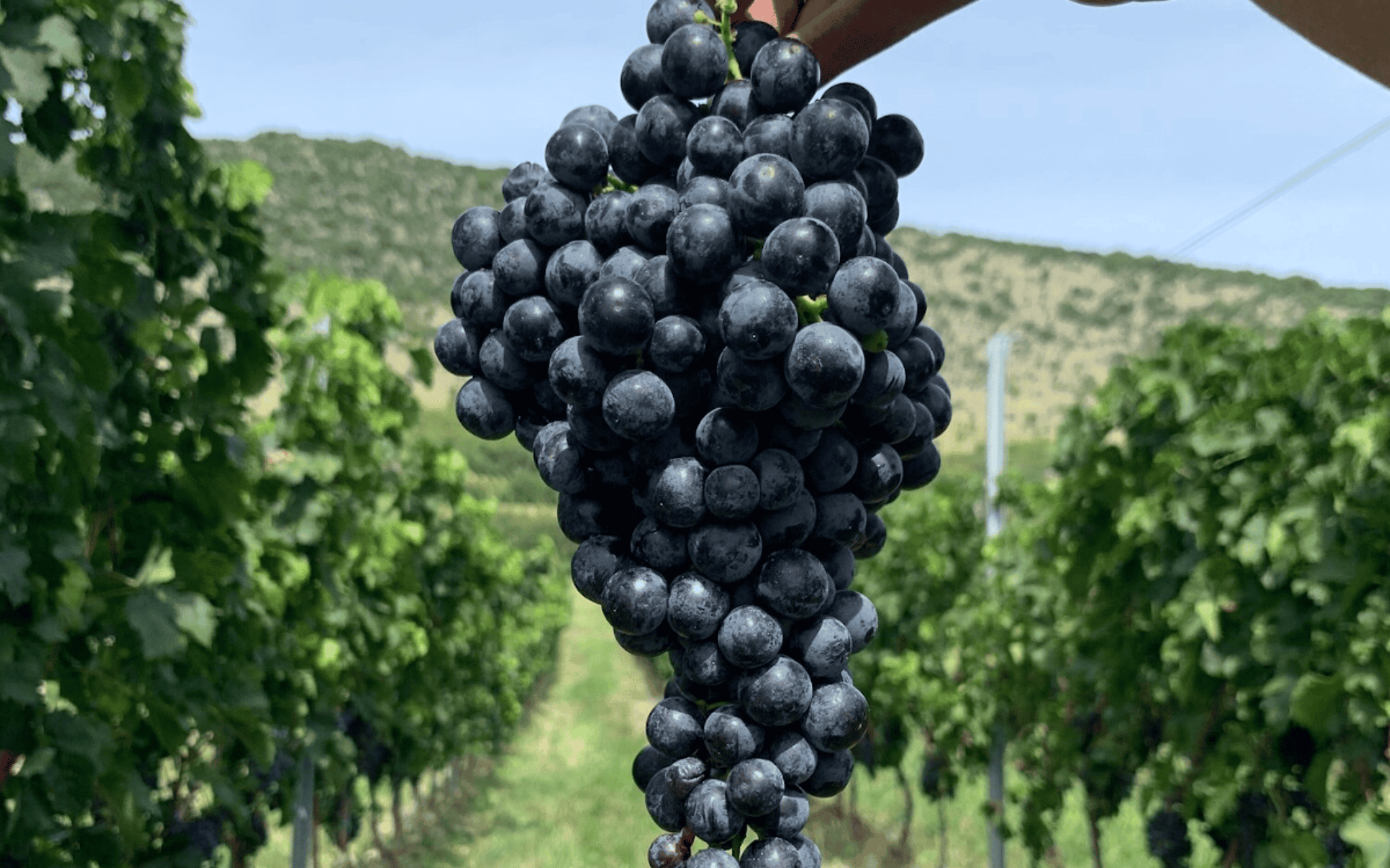 VIP service during Villány grape harvest with private transfer