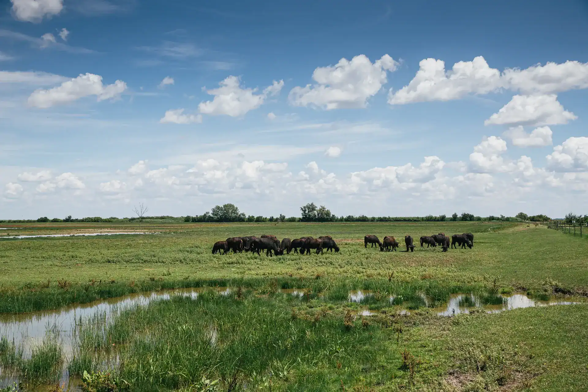 Pastoral landscape with grazing horses and a small pond in Hungary.