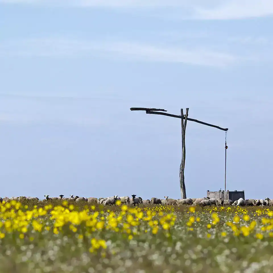 Scenic rural landscape with a wooden cross and yellow flowers in Hungary.