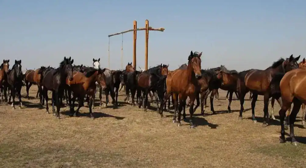 Horses gathered in an open field with a wooden structure and clear sky.