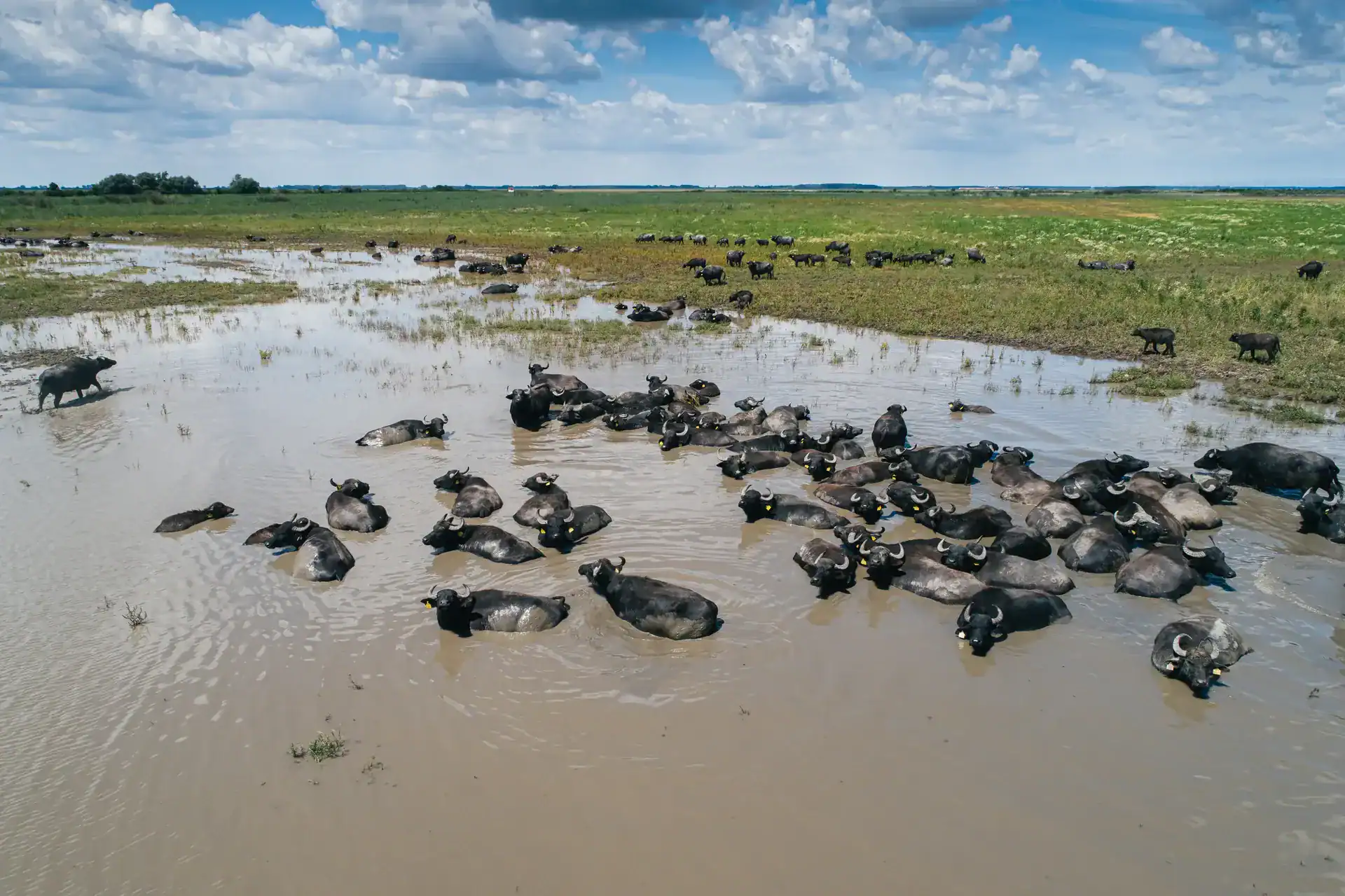 Wild buffaloes crossing a flooded wetland in Hungary.