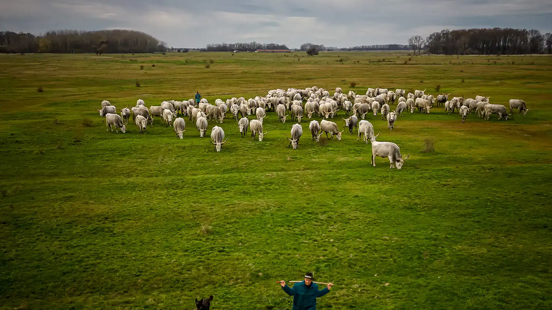 Sheep grazing peacefully in a lush green pasture with a person enjoying the outdoors.