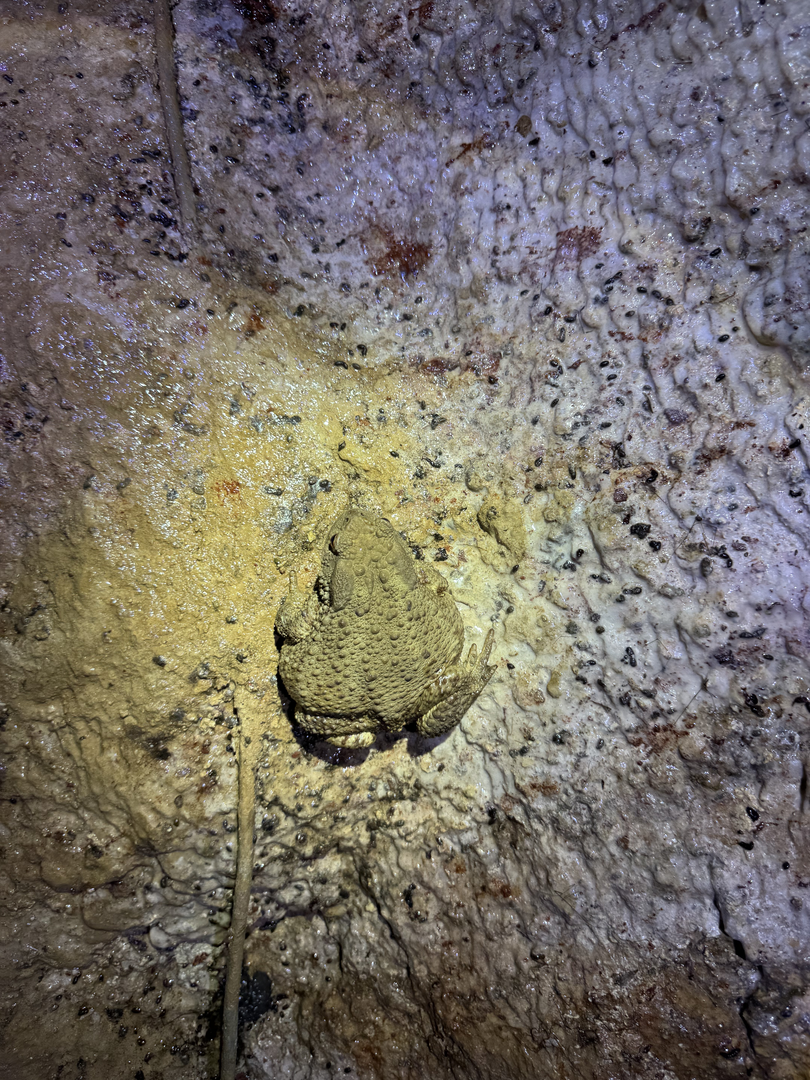Lujza the Toad