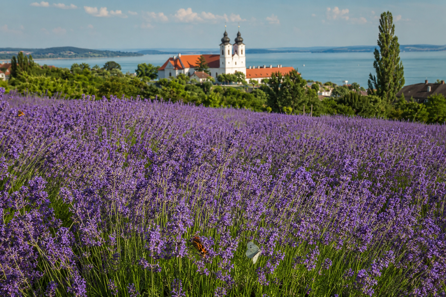 Lavender field above Tihany with Lake Balaton in the background