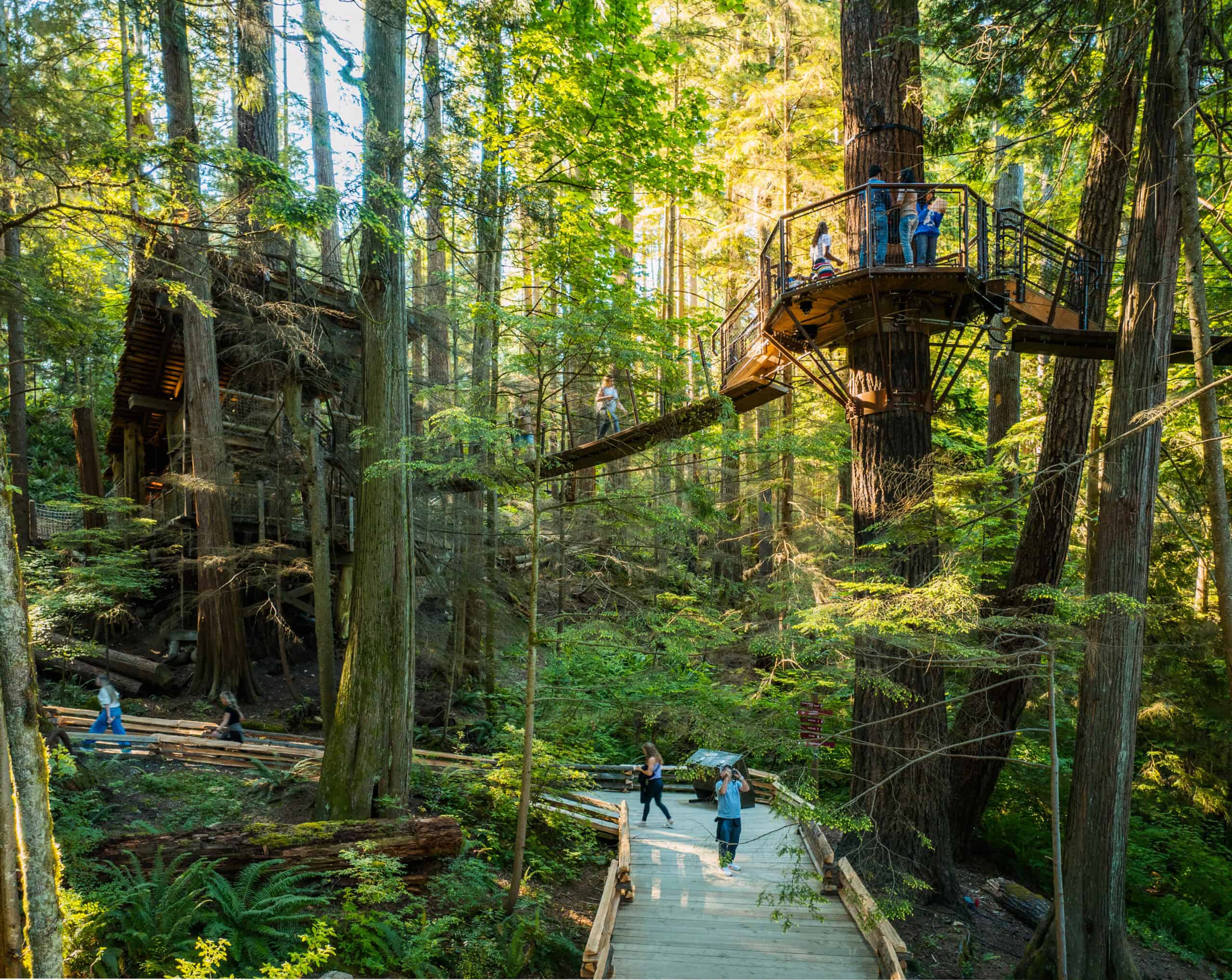 Capilano Suspension Bridge Treetops Adventure — North Vancouver rainforest canopy