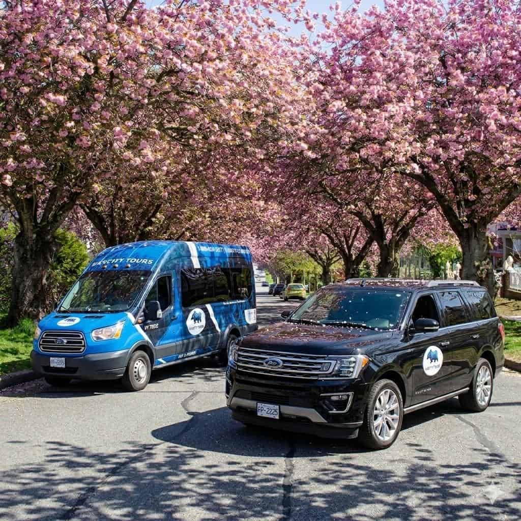 Vancity Tours vehicles parked under blooming cherry blossom trees in Vancouver.
