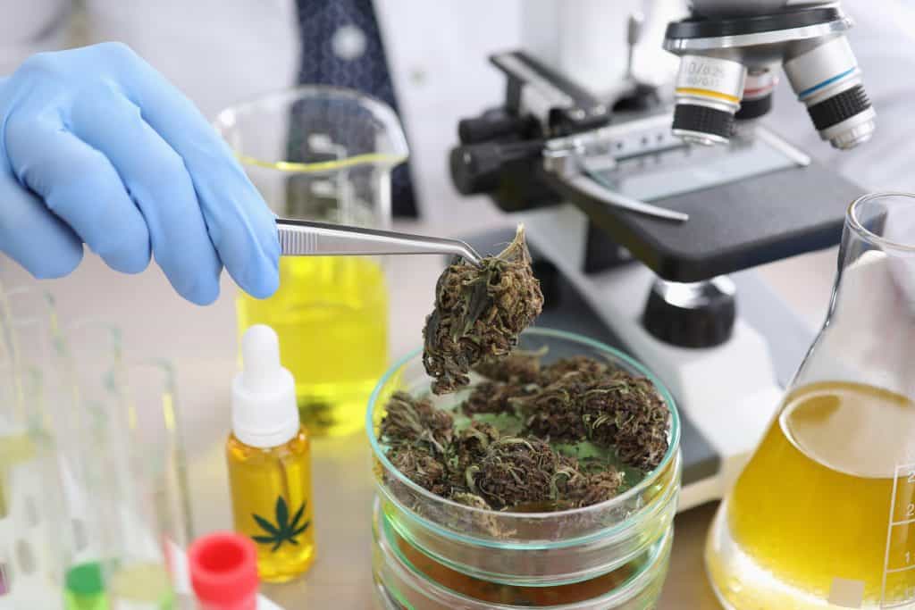 Cannabis research laboratory with dried marijuana buds, scientific equipment, and lab tools for vaping and cannabis analysis.