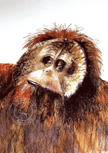 Pastel Society of Victoria exhibition winner featuring a detailed portrait of a primate.