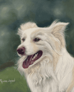 Pastel Society of Victoria exhibition winner dog portrait.