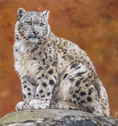 Snow leopard showcasing its striking fur pattern and piercing eyes in a wildlife art display.
