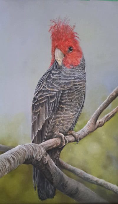 Bird painting of a cockatoo with vibrant red crest on a branch.