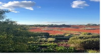 Landscape view of vibrant pastel artwork fields in Victoria, Australia.